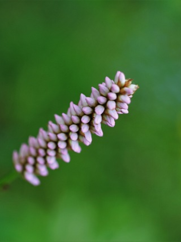Οι Πρώτες Βοήθειες σε περίπτωση δαγκώματος φιδιού