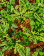 Κολοκυθοπιτάκια στριφτά για το σχολείο